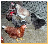 20070321172439-gallinas-1-.jpg