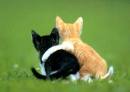 20070704122738-gatos-amigos.jpg